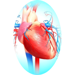 Cardiocool mélange en gélules Régénération