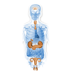 Glandes-Endocrines mélange en gélules Régénération