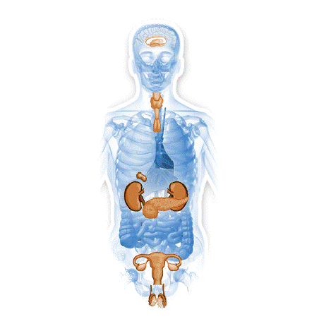 Glandes-Endocrines mélange en gélules Régénération