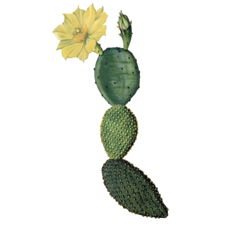 Nopal Opuntia en gélules pour cure minceur