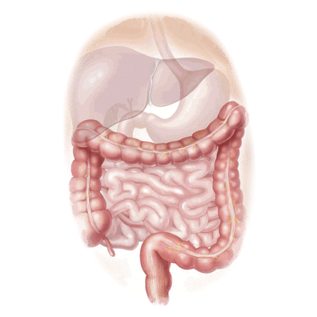 Inflestins mélange en gélules Régénération