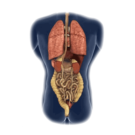 Intestins-Estomac mélange en gélules Pullulan Régénération