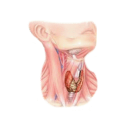 Thyrovie mélange en gélules Régénération