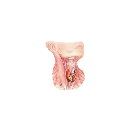 Thyrovie mélange en gélules Régénération