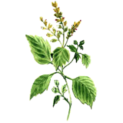 Huile essentielle Patchouli (Pogostemon cablin)