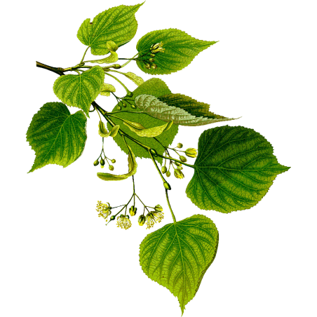 Tilleul Aubier BIO en gélules (Tillia tomentosa)