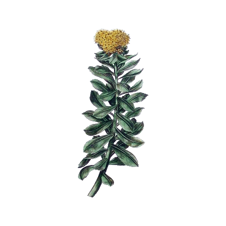 Rhodiola Rosea extrait BIO en gélules (Sedum roseum)