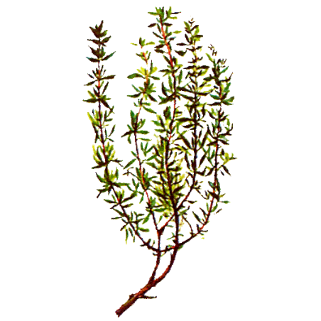 Huile essentielle Thym à Linalol Provence bio (Thymus vulgaris)