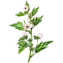 Guimauve racine BIO en gélules (Althaea officinalis) - Contre les inflammations