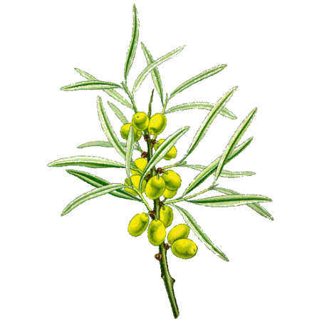 Huile végétale Vierge Argousier Bio*