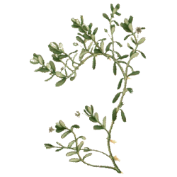 Bacopa Brahmi extrait BIO à 20% bacosides en gélules