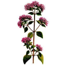 Marjolaine Bio en gélules (Origanum majorana)
