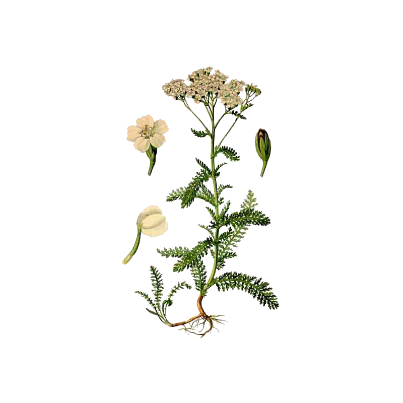 Achillée Millefeuille en gélules (Achillea millefolium)