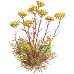 Huile essentielle Hélichryse Italienne ou Immortelle bio (Helichrysum italicum)