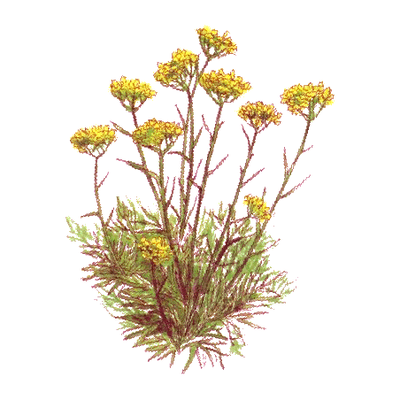 Huile essentielle Hélichryse Italienne ou Immortelle bio (Helichrysum italicum)