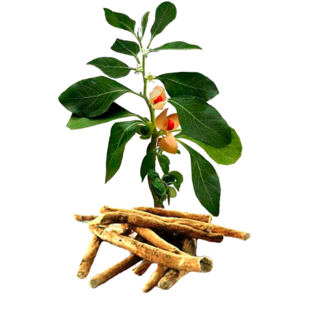 Ashwagandha racine BIO en gélules (Whitania somnifera)