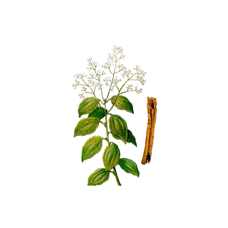 Cannelle de Ceylan écorce BIO en gélules