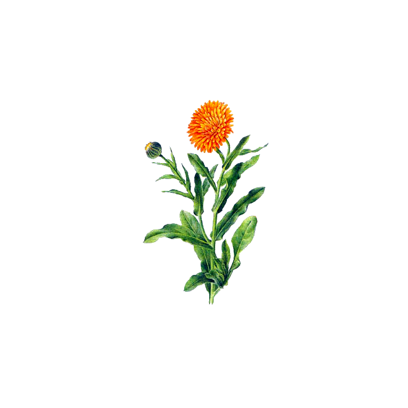 Souci fleur BIO en gélules (Calendula officinalis)