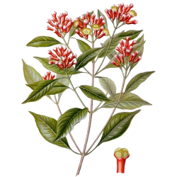 Clous de Girofle BIO en gélules (Eugenia caryophyllata)