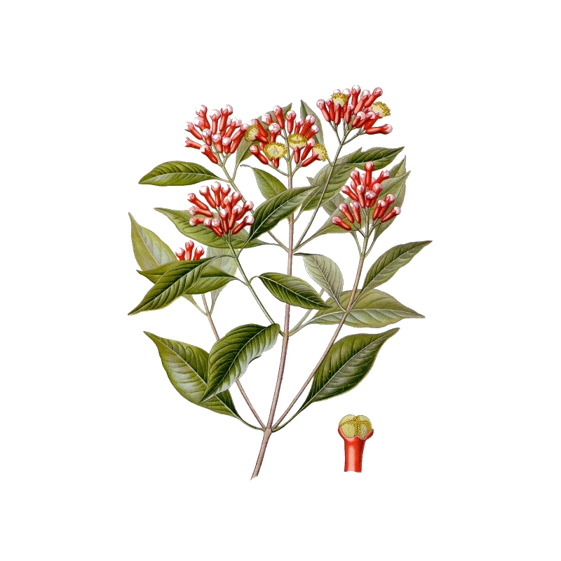 Clous de Girofle BIO en gélules (Eugenia caryophyllata)
