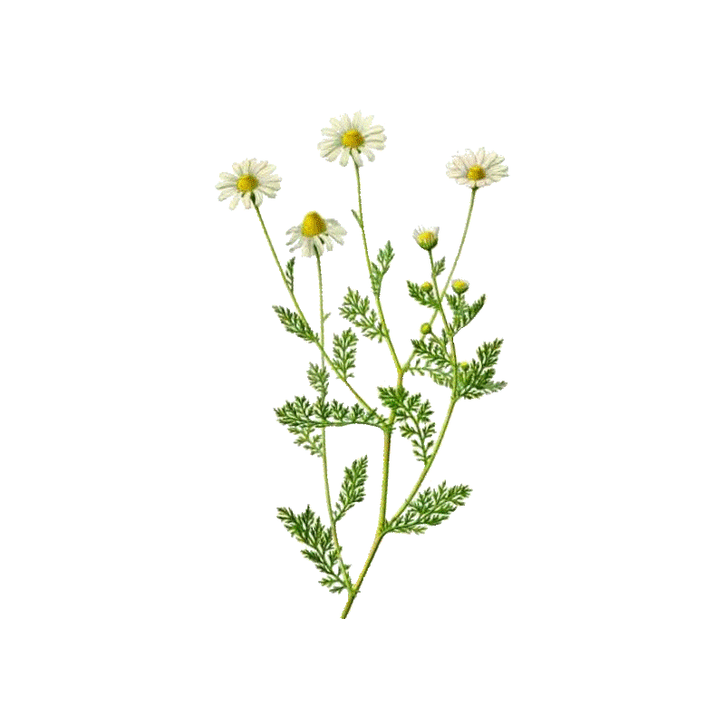 Camomille Romaine fleurs BIO en gélules