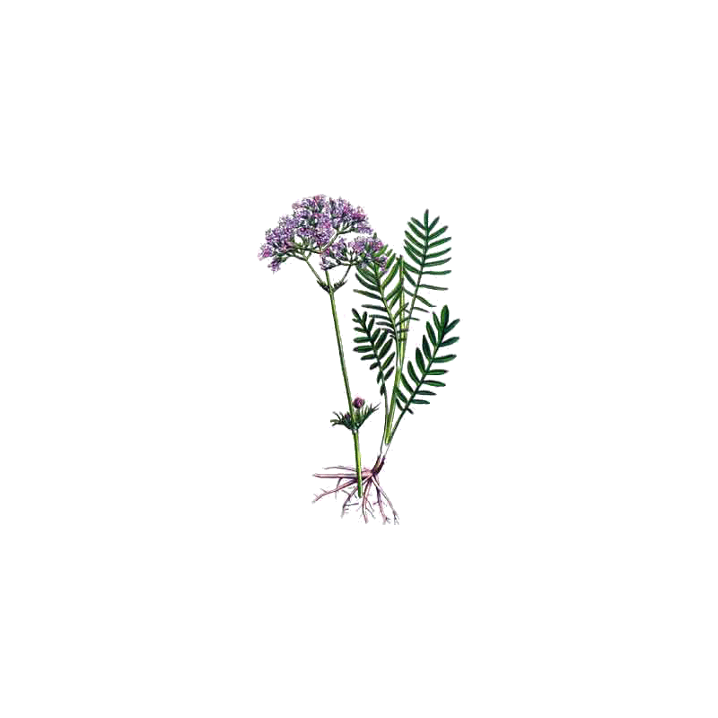 Valériane BIO en gélules (Valeriana officinalis)