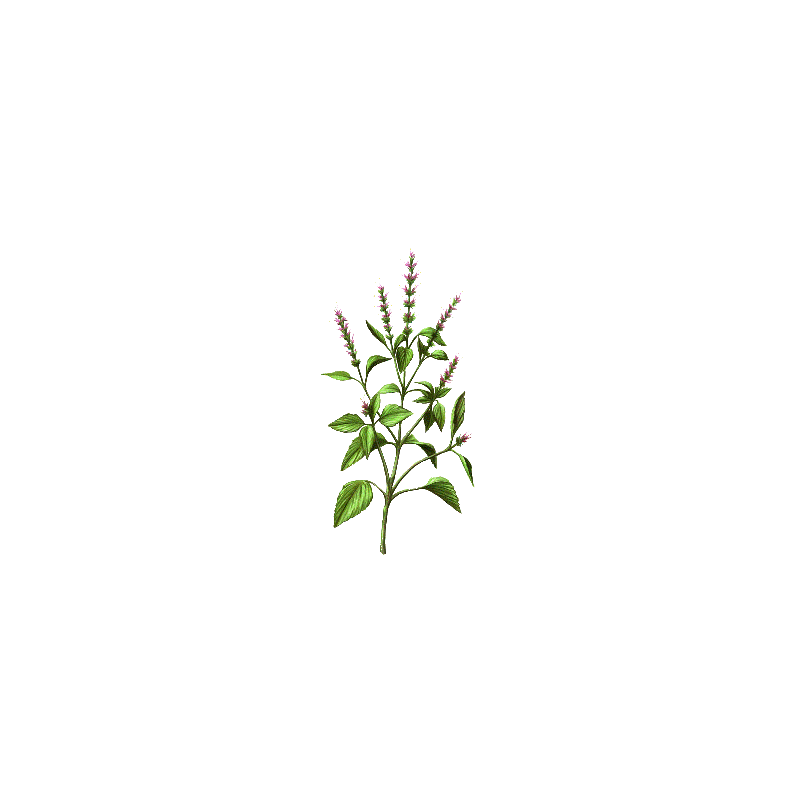 Basilic Sacré Bio en gélules (Ocimum sanctum)