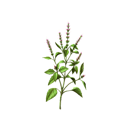 Basilic Sacré Bio en gélules (Ocimum sanctum)