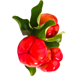 Acérola extrait de fruits BIO en gélules (Immunité)