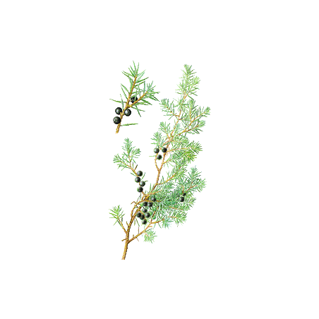 Genévrier baies en gélules (Juniperus communis)