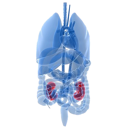 Mélange de plantes médicinales U-Reno (voies urinaires & prostate)