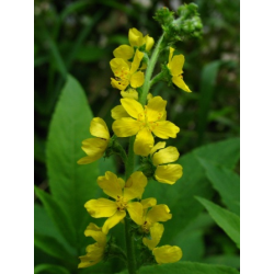 Aigremoine BIO en gélules (Agrimonia eupatoria)