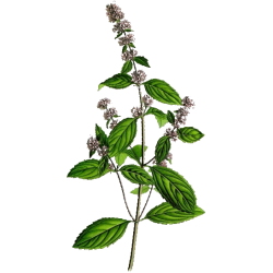 Huile essentielle Menthe Poivrée bio (Mentha piperita)