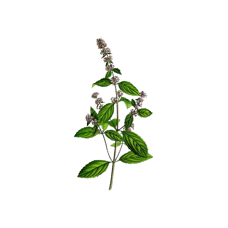 Huile essentielle Menthe Poivrée bio (Mentha piperita)