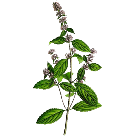 Huile essentielle Menthe Poivrée bio (Mentha piperita)