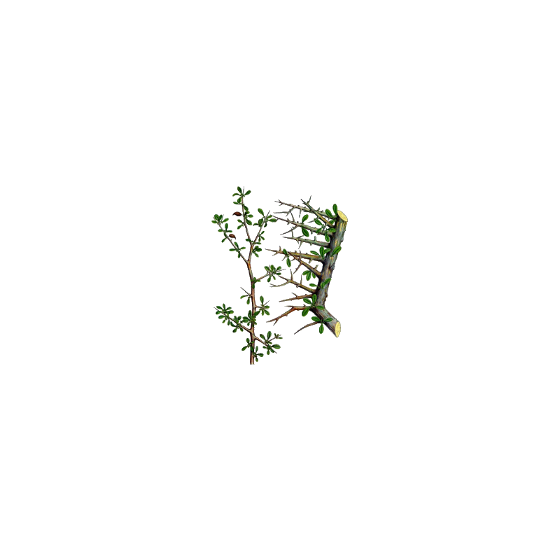 Huile essentielle Myrrhe BIO (Commiphora myrrha Nees)