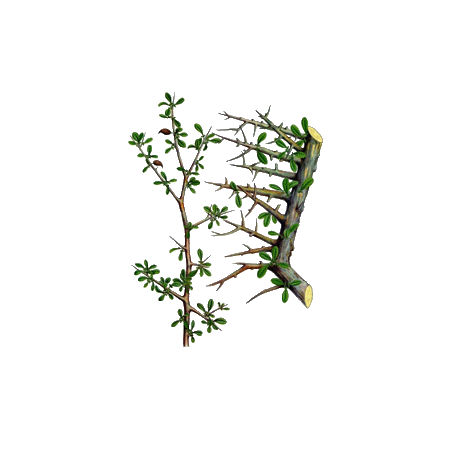 Huile essentielle Myrrhe BIO (Commiphora myrrha Nees)