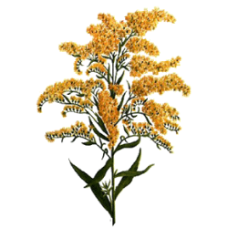 Verge d'or en gélules (Solidago virgaurea)