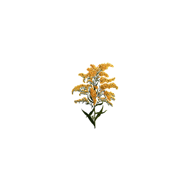 Verge d'or en gélules (Solidago virgaurea)