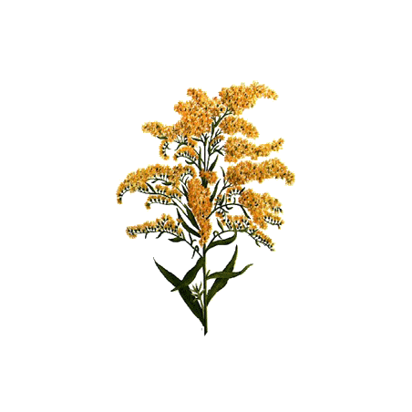 Verge d'or en gélules (Solidago virgaurea)