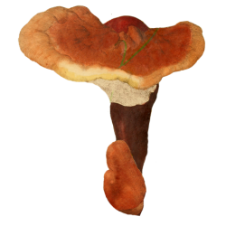 Reishi (Lingzhi) extrait BIO en gélules